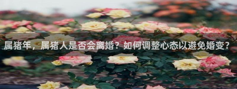 南宫NGapp官网下载：属猪年，属猪人是否会离婚？如何调整心态以避免婚变？