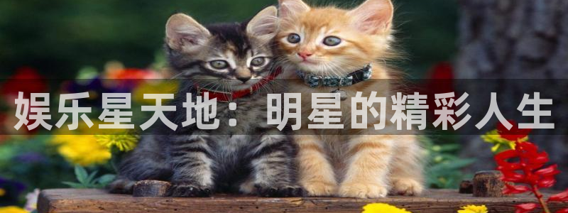 南宫NG有梦你就来：娱乐星天地：明星的精彩人生